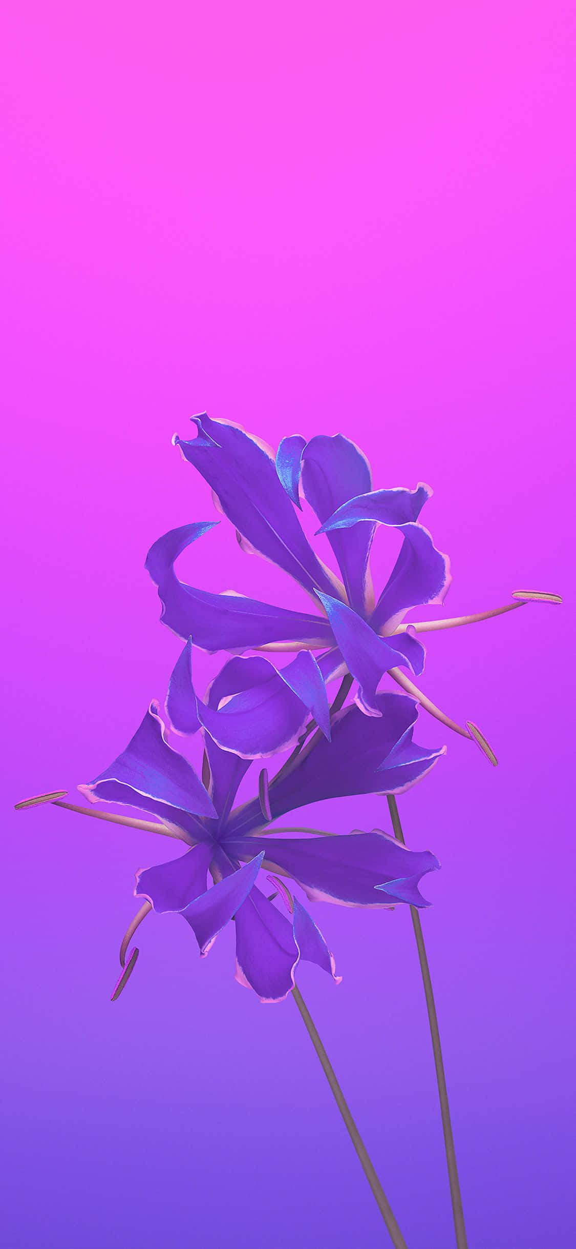紫色iPhone背景 壁紙