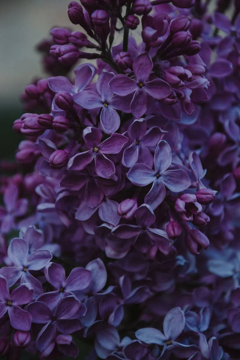 一簇紫色丁香花，柔焦效果配合柔和光線。