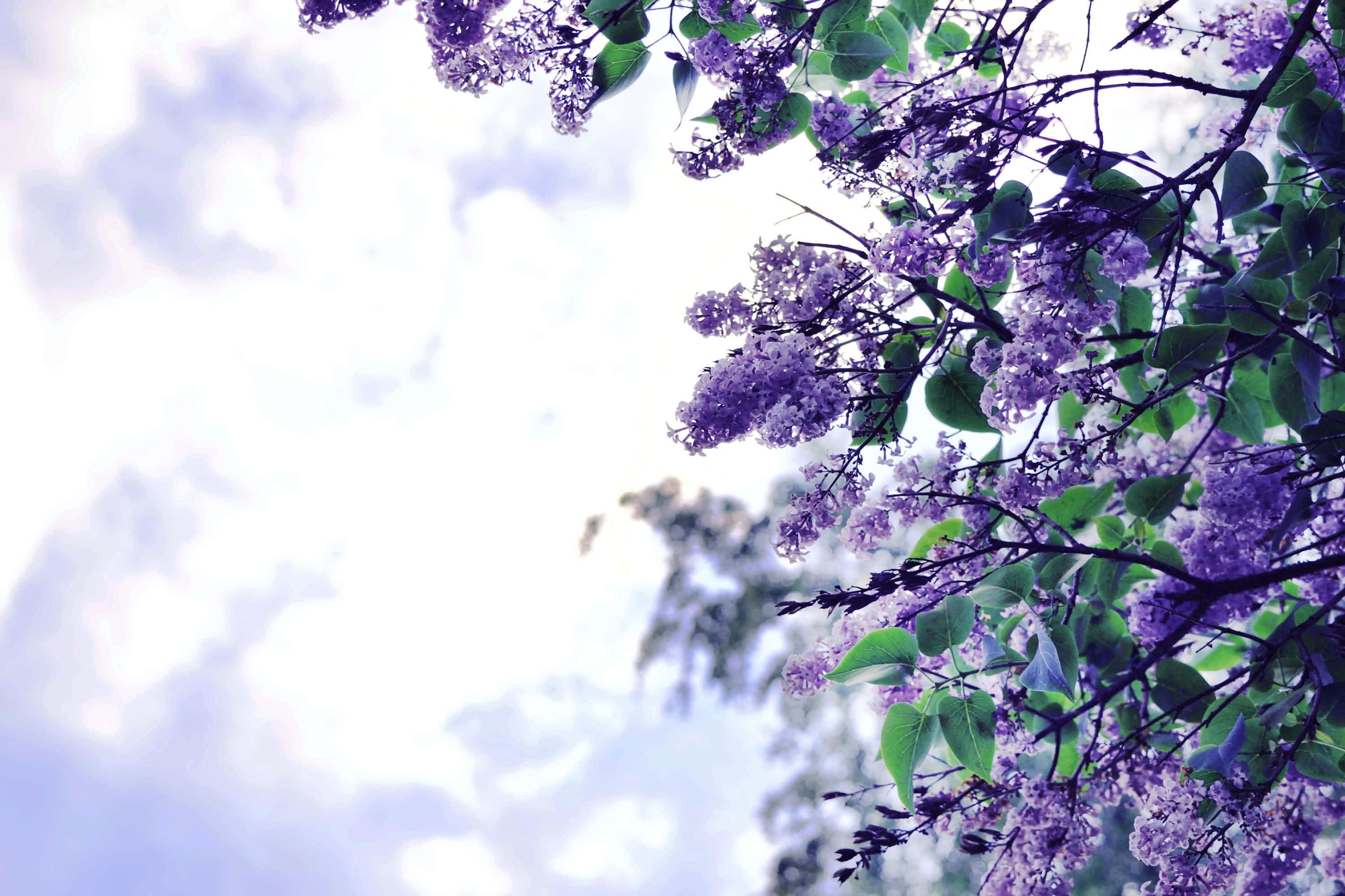 Lilac Tree 桌布 壁紙 — 紫色丁香花和綠葉襯托著明亮的陰天，構成柔和自然的畫面。