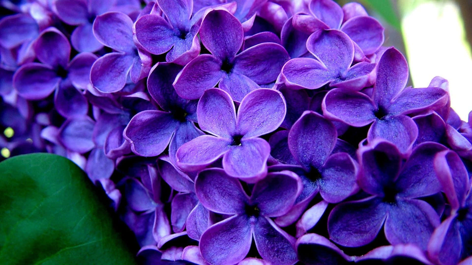 Purple Flowers 桌布 壁紙 — 紫色丁香花嘅特寫，花瓣柔軟，角落有塊綠葉。