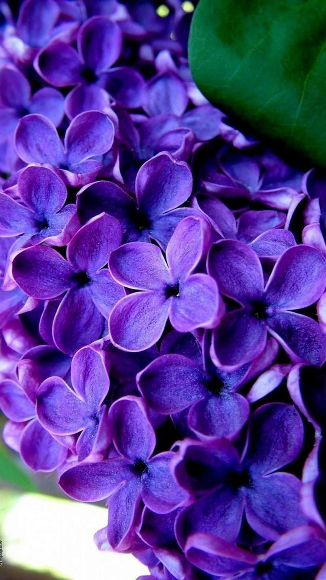 Lilac Tree 桌布 壁紙 — 紫色丁香花的特寫，花瓣柔軟，角落有一片綠葉。