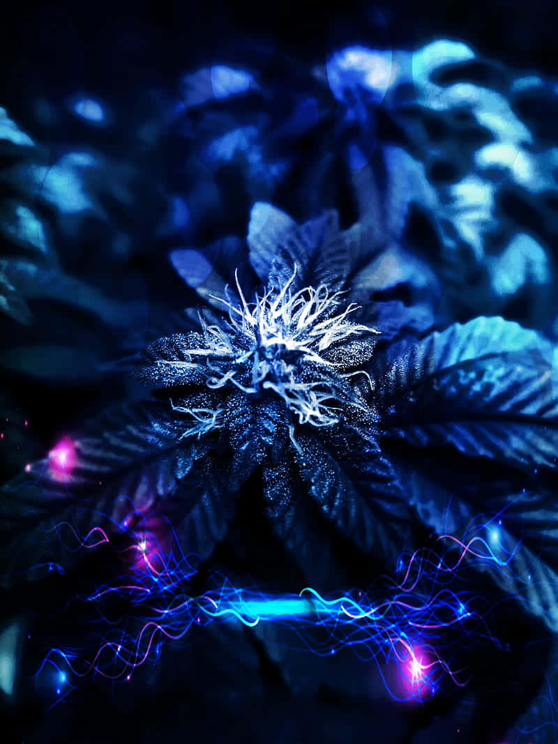 一株發光的藍色大麻植物，在黑暗環境中帶有霓虹光軌。
