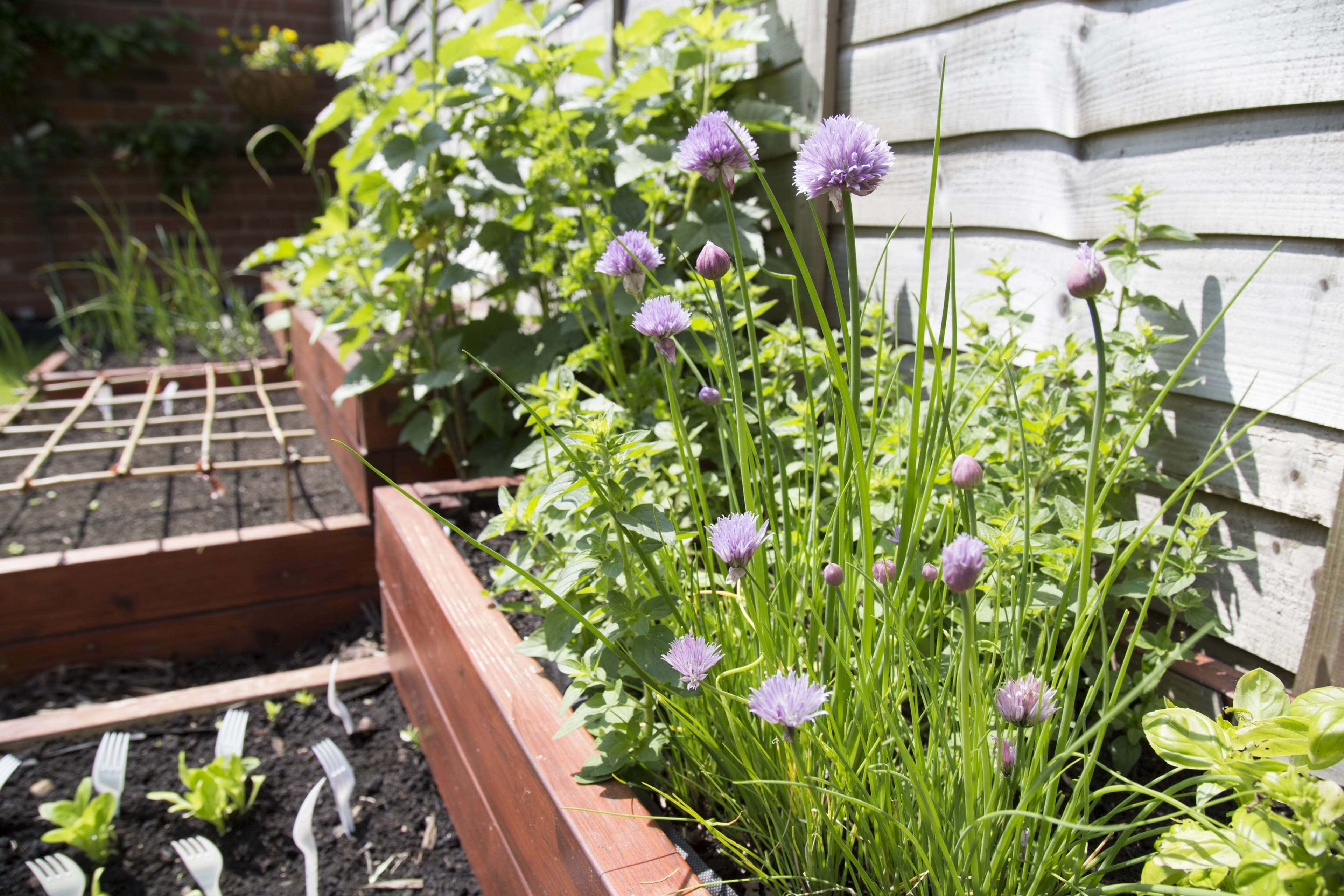 Herb Garden 桌布 壁紙 — 紫色嘅韭菜花喺陽光普照嘅木製高架花床入面搖曳，旁邊係一個經風化嘅白色籬笆。