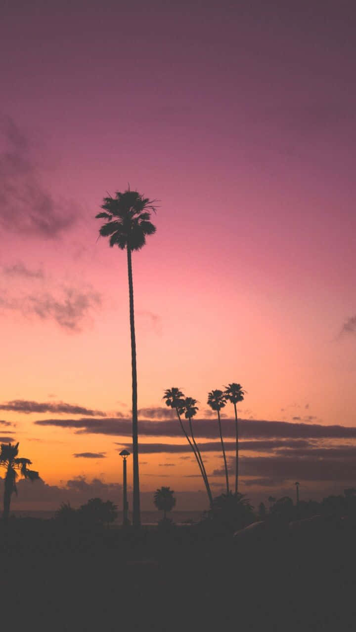 棕櫚樹剪影映襯色彩繽紛的日落天空