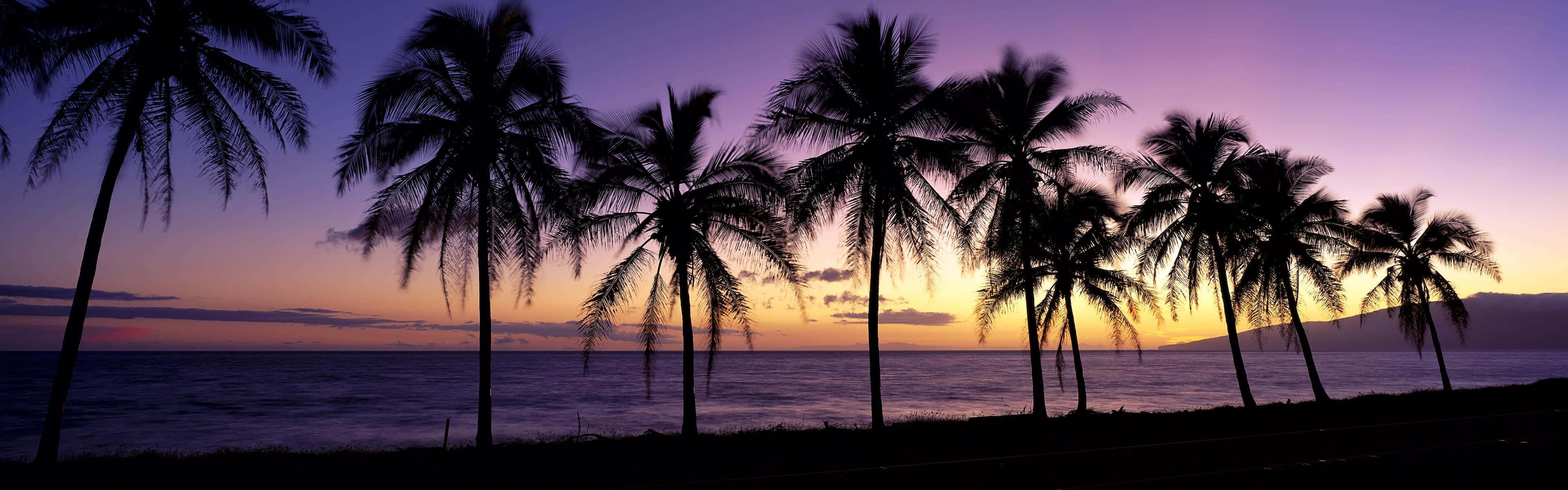 棕櫚樹剪影映襯著海洋上紫橙色的夕陽