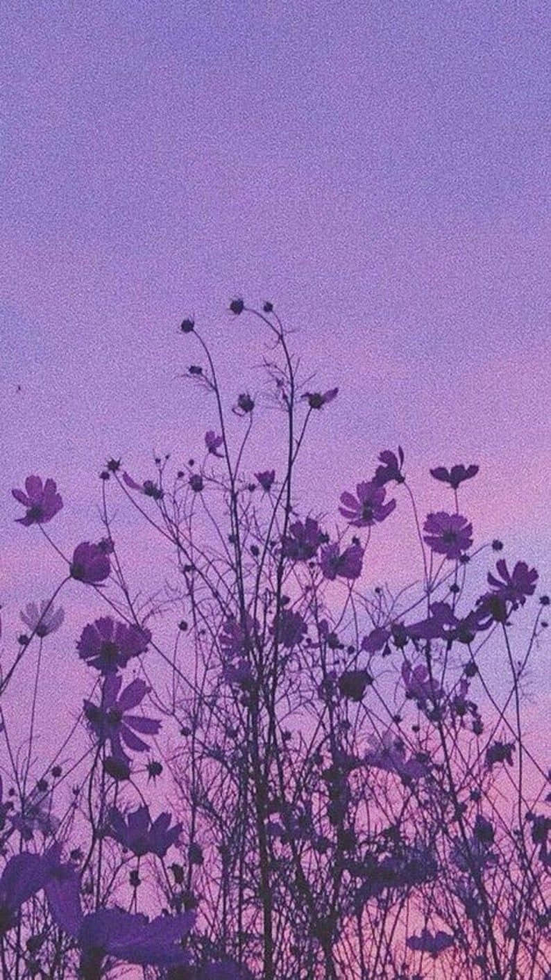 紫色波斯菊在暮色天空中的剪影。