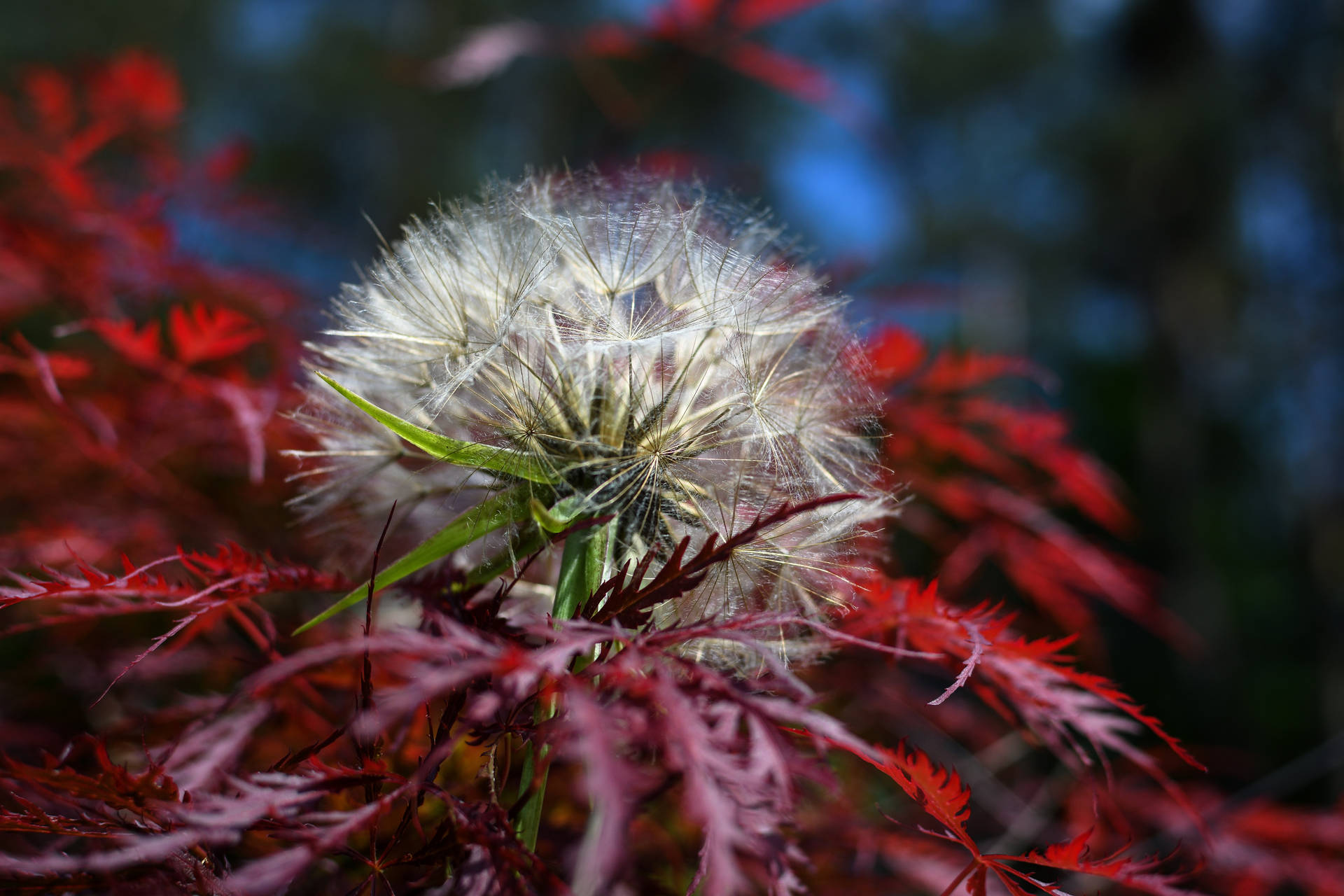 一株蒲公英種子頭被紅葉包圍，處於柔和焦點。