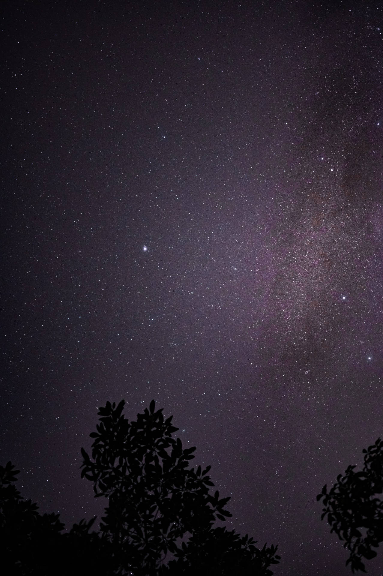 剪影樹枝框住了一個充滿活力的星空夜空，銀河在其中。