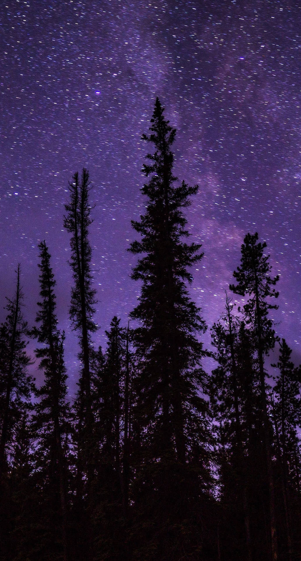 高大的松樹在繁星點點的紫色夜空中形成剪影，銀河清晰可見。
