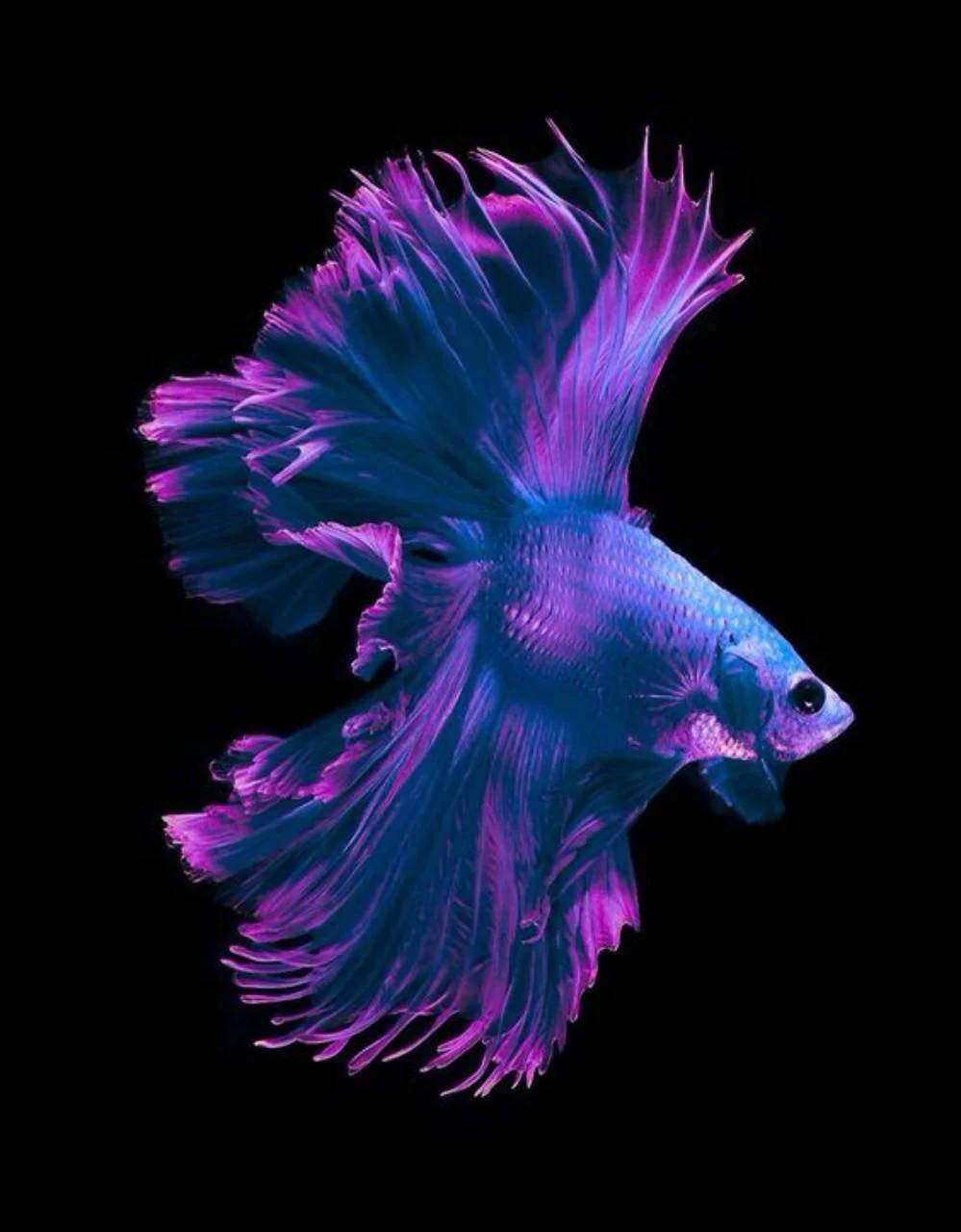 紫色暹羅鬥魚 iPhone 壁紙 — 一條鮮豔的藍紫色鬥魚，魚鰭飄逸，在純黑背景下閃耀。