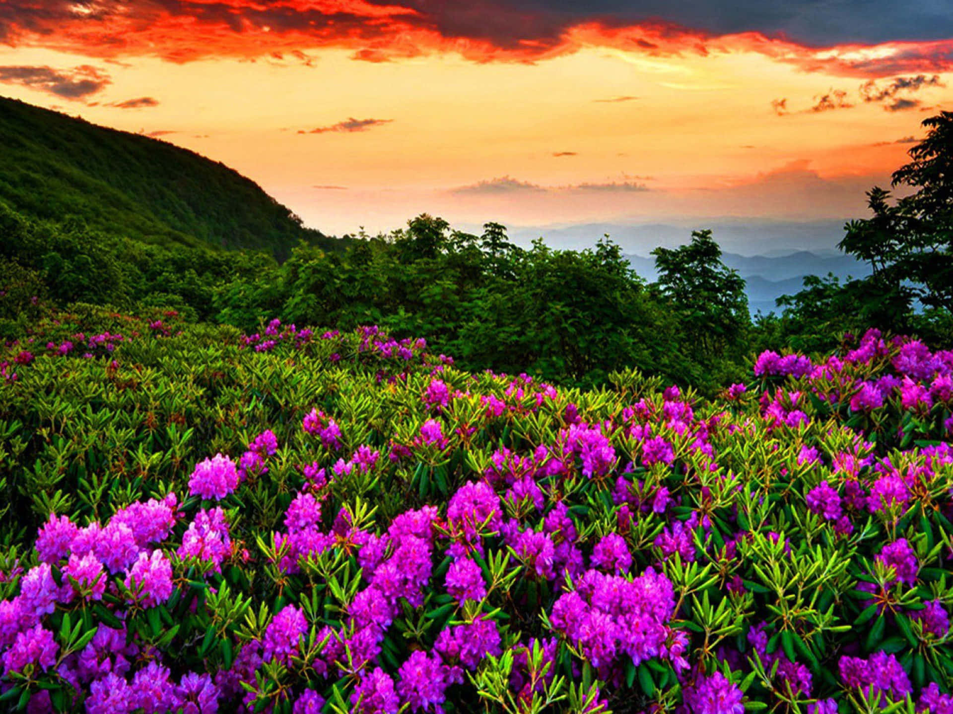 紫色杜鵑花在夕陽下覆蓋山坡，帶有橙色雲彩。