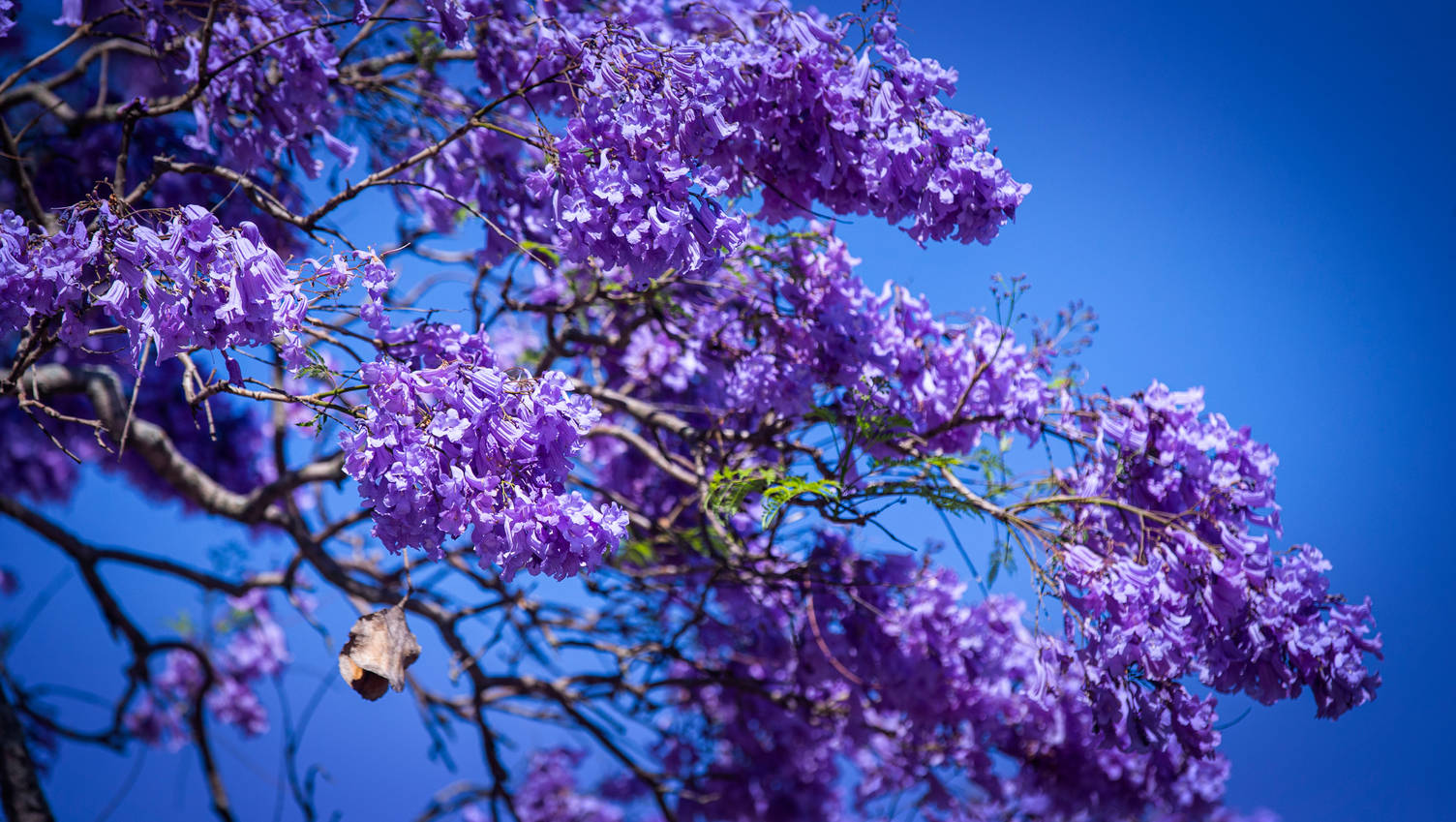 紫色樹與藍色背景 壁紙 — 充滿活力的紫色藍花楹花朵在晴朗的藍天下，在陽光照射的特寫中層層疊疊。