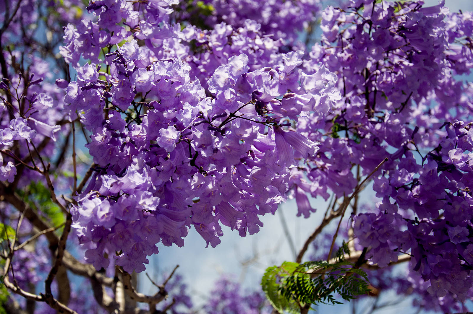 紫色樹花 壁紙 — 充滿活力的紫色藍花楹花朵在陽光明媚的特寫中，密集地垂落在明亮的藍天下。