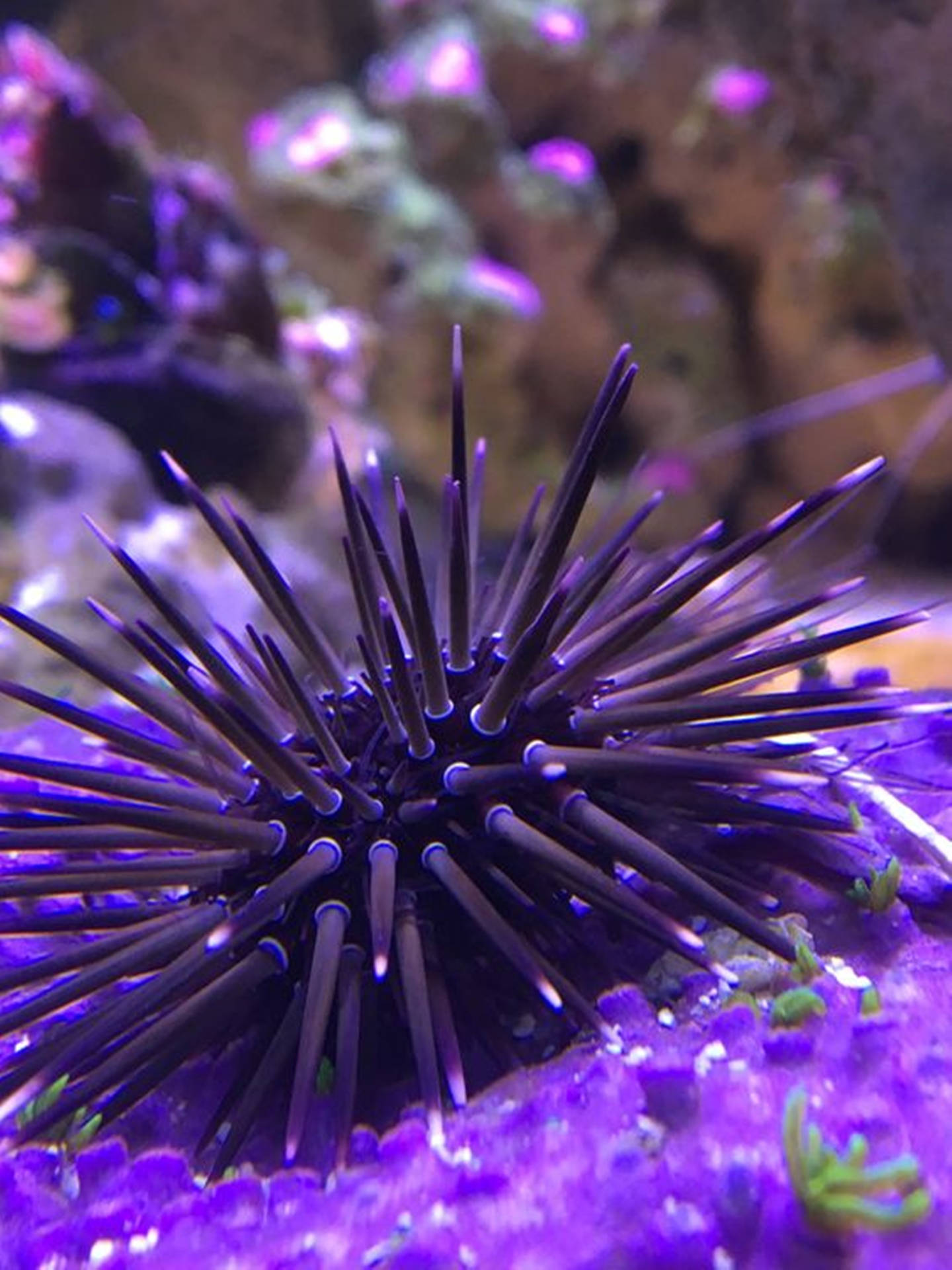 喺水族箱嘅珊瑚上，一隻帶尖刺嘅紫色海膽。