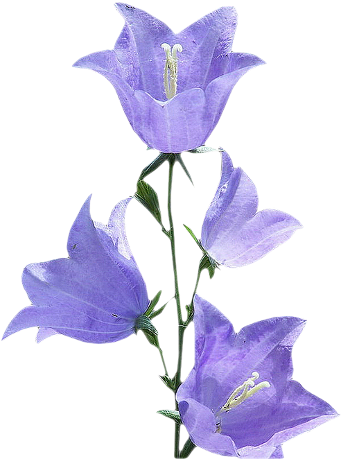 紫色牽牛花 壁紙 — 四朵精緻的紫色風鈴花在純黑背景上優雅綻放，花瓣柔和發光，莖幹纖細。