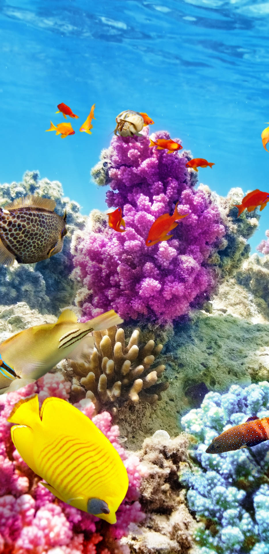 色彩繽紛的熱帶魚在清澈的藍色海水中，在充滿活力的珊瑚礁之間游動。