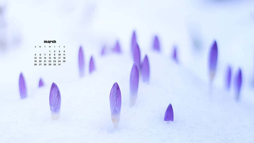 March Desktop 桌布 壁紙 — 紫色番紅花嫩芽穿過新雪，背景中漂浮著三月日曆。