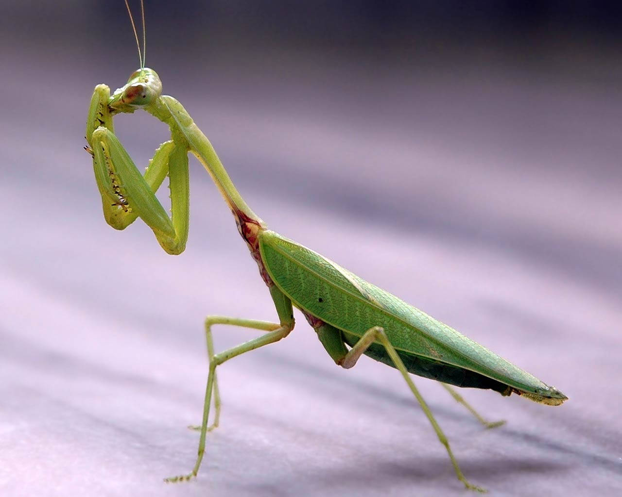 紫色禱 mantis 壁紙 — 一隻充滿活力的綠色螳螂警覺地棲息在模糊的紫色表面上，其細緻的肢體和觸角清晰對焦。