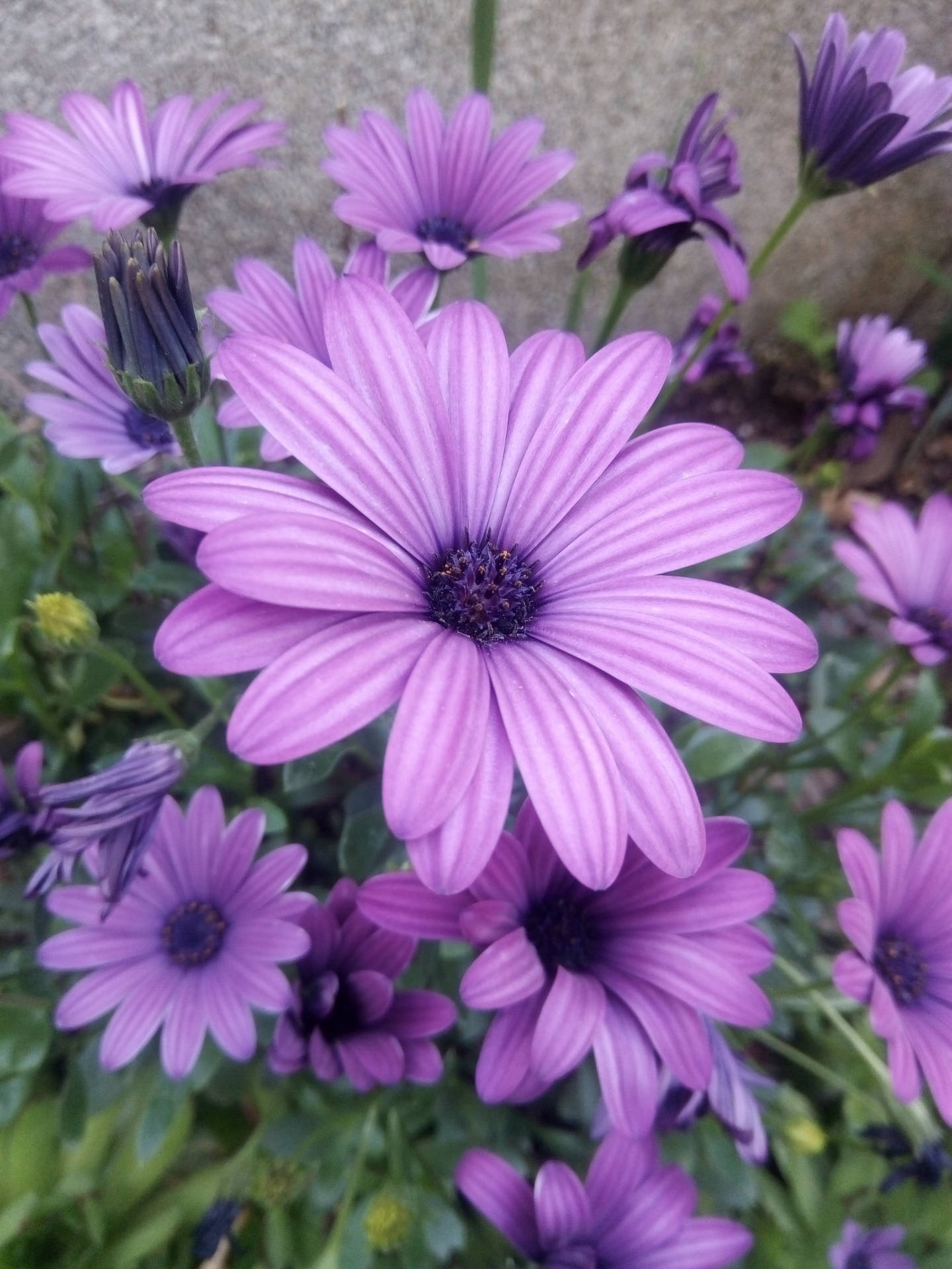 一簇帶有條紋花瓣的紫色雛菊在花園中生長。