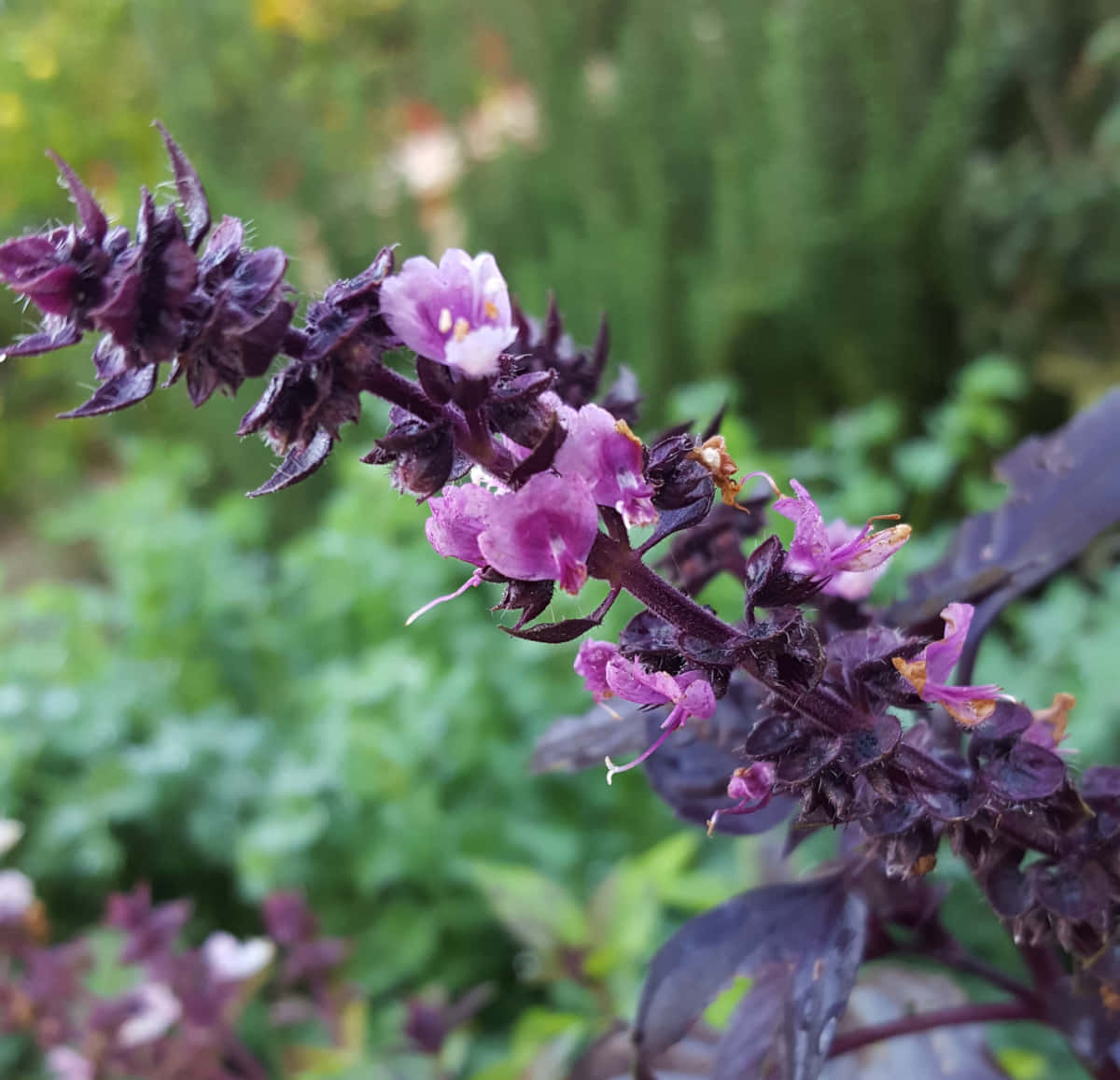 Purple Basil 桌布 壁紙 — 紫色羅勒植物特寫，帶有精緻的粉紅色花朵，在柔和的綠色模糊背景下盛開。
