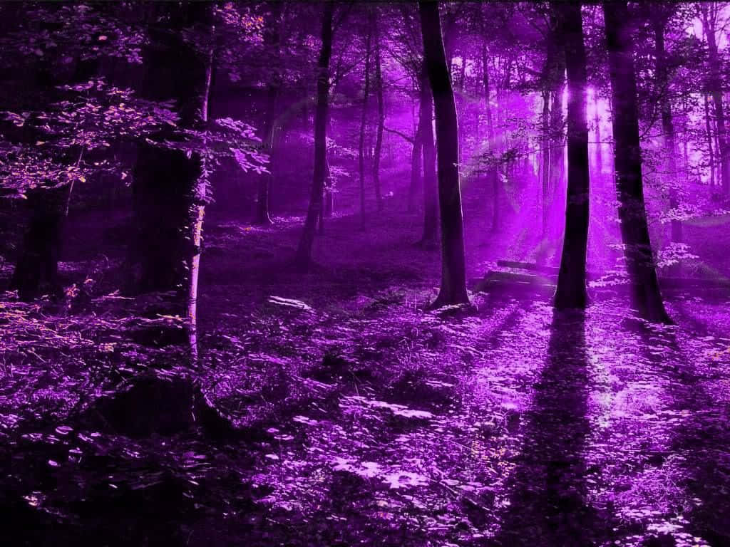 紫色美學夜間森林圖像 壁紙 — 一片神秘的森林沐浴在空靈的紫色光芒中，陽光穿過高大的樹木。