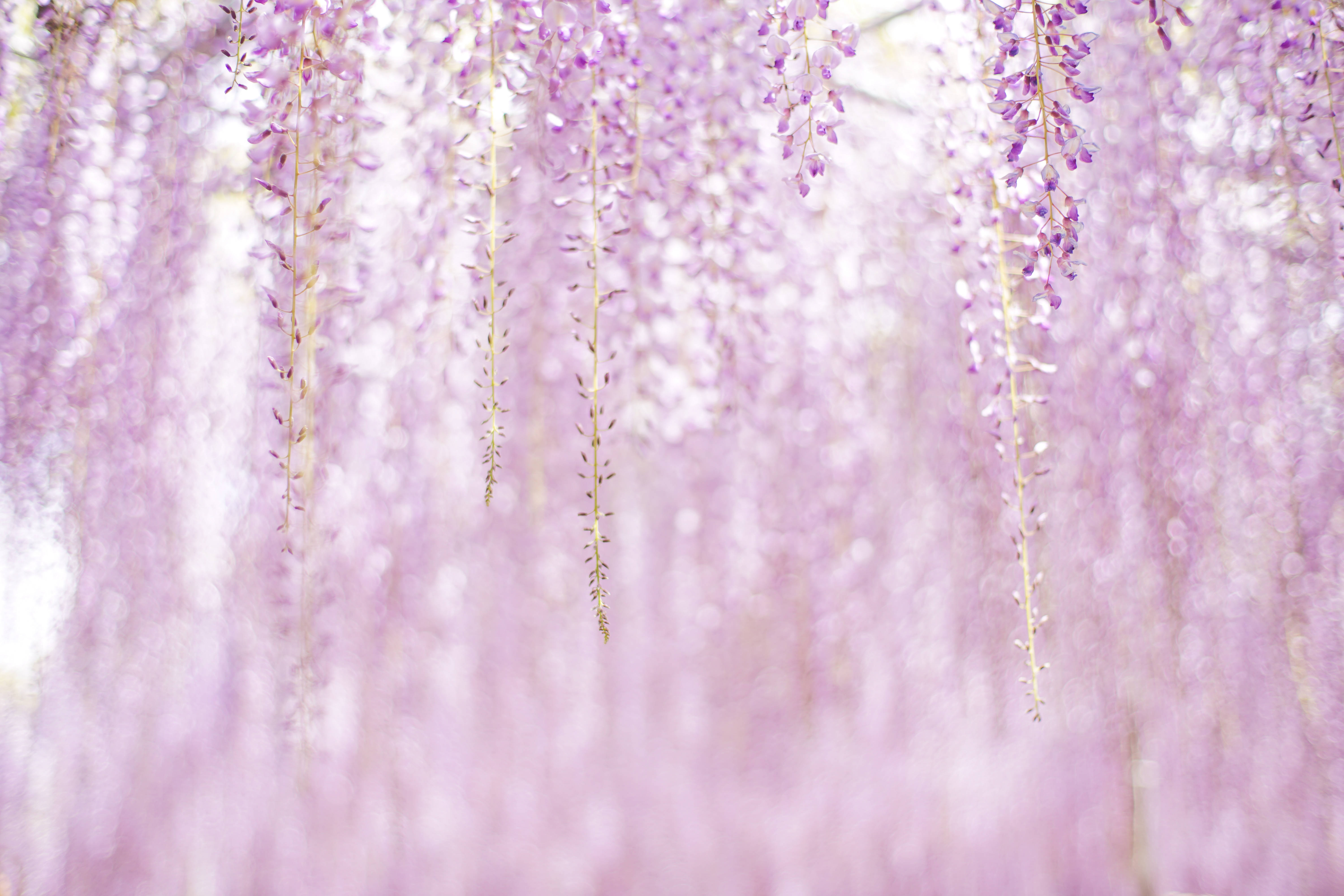 紫色美學花朵 壁紙 — 柔和的淡紫色紫藤花在明亮模糊的背景上以溫柔的串珠般垂落。