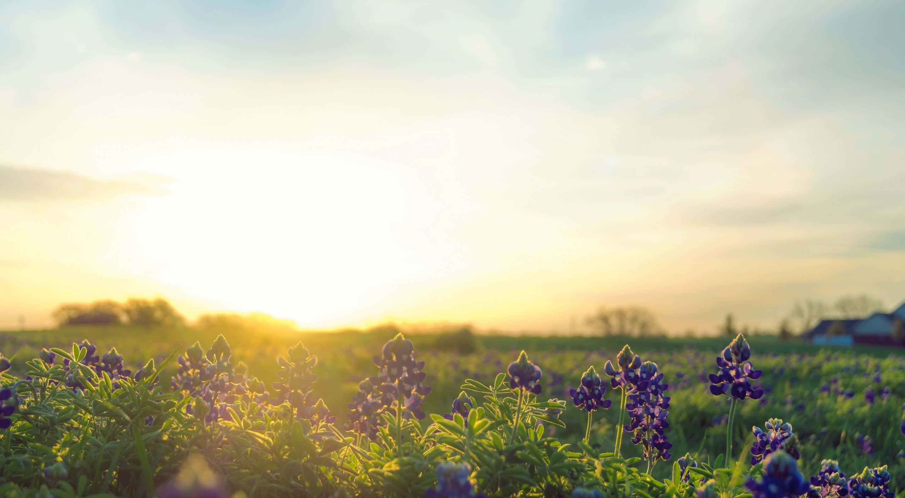 Spring Sunrise 桌布 壁紙 — 紫色羽扇豆花在金色夕陽和柔和天空光輝下，於陽光明媚的田野中盛開。