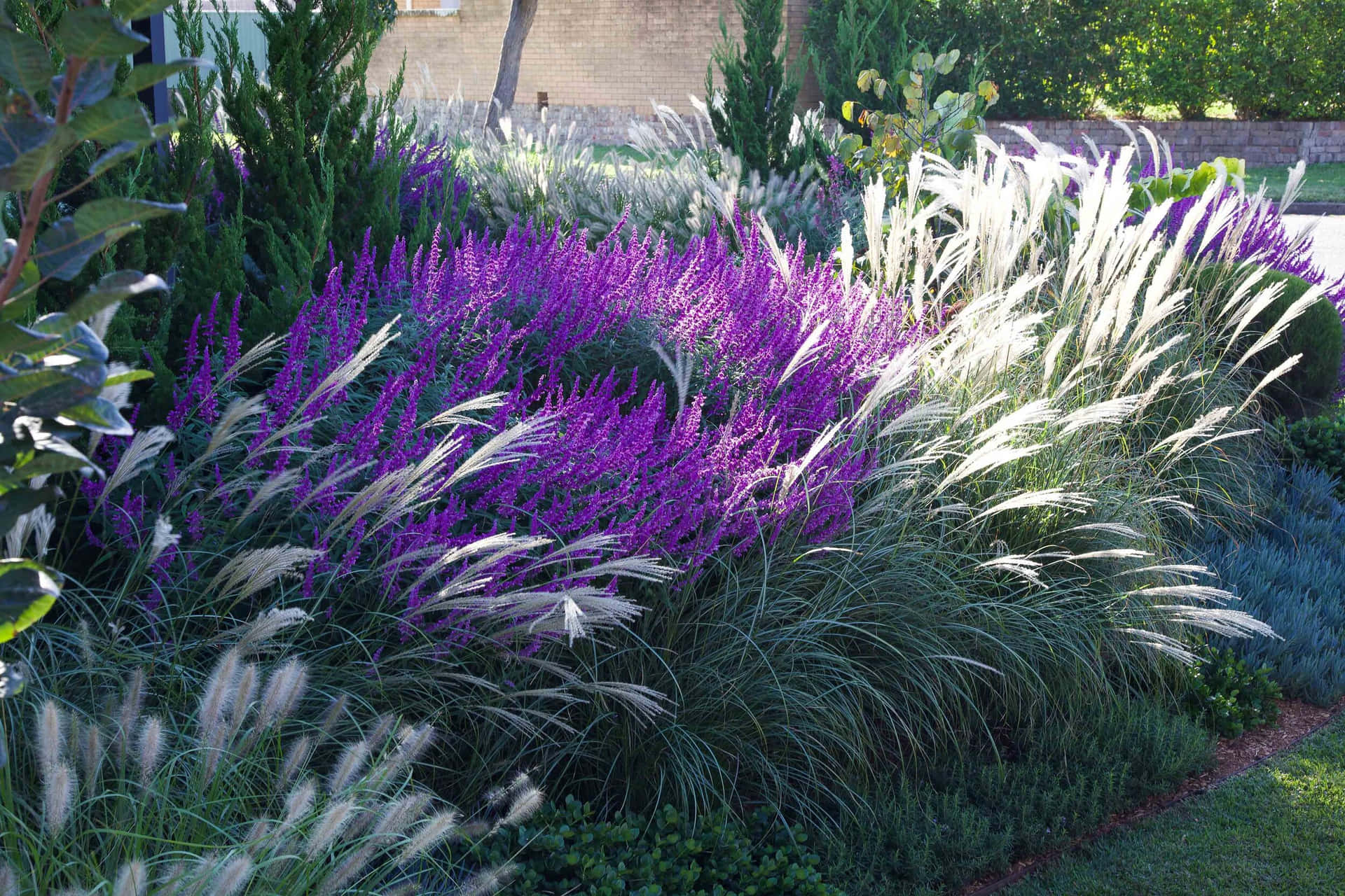 紫色開花植物和白色觀賞草在陽光普照的花園花壇中。