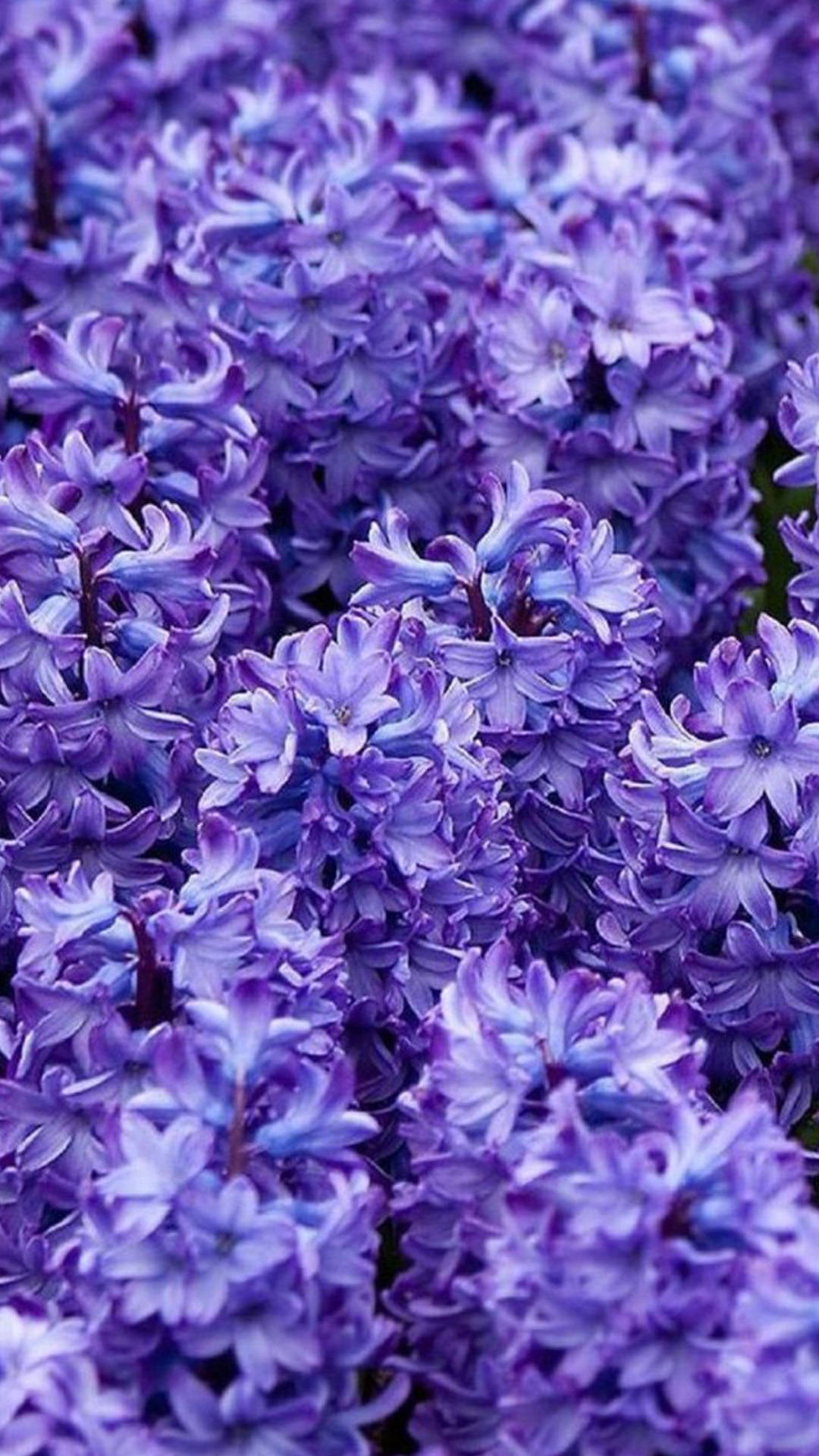 盛開的紫色風信子花特寫