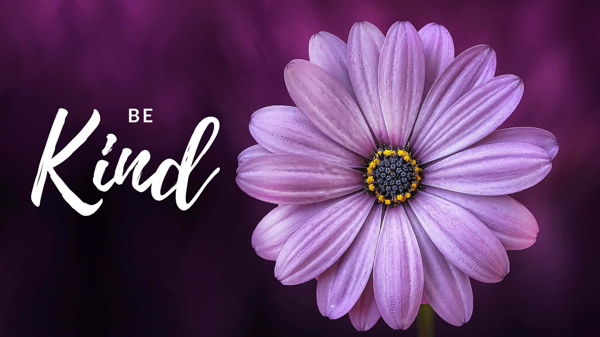 在紫色漸變背景上，'Be Kind' 文字旁邊有一朵帶有露珠的紫色雛菊。