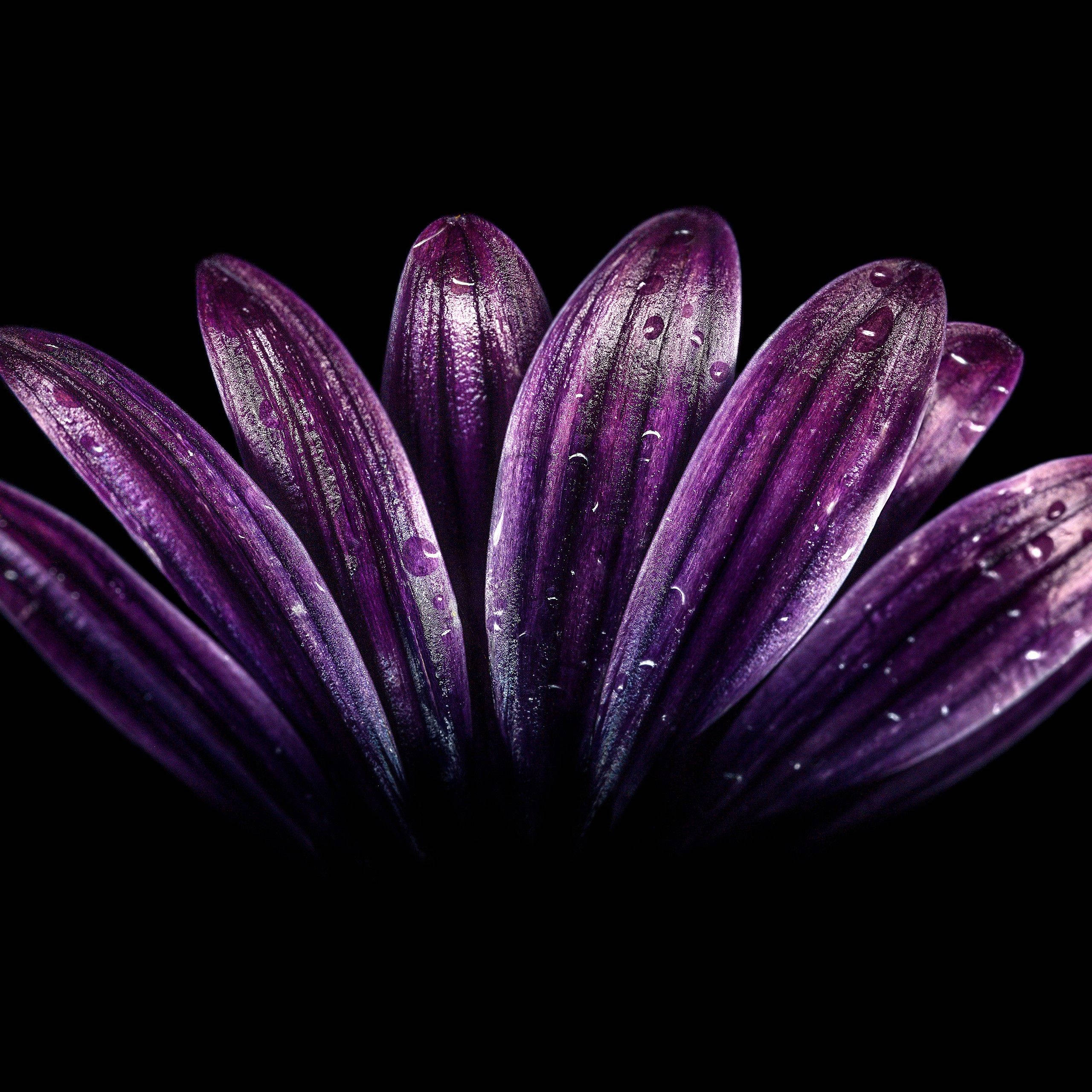 紫色花朵花瓣特寫 壁紙 — 深紫色花朵的特寫，花瓣上閃爍著水珠，背景為黑色。