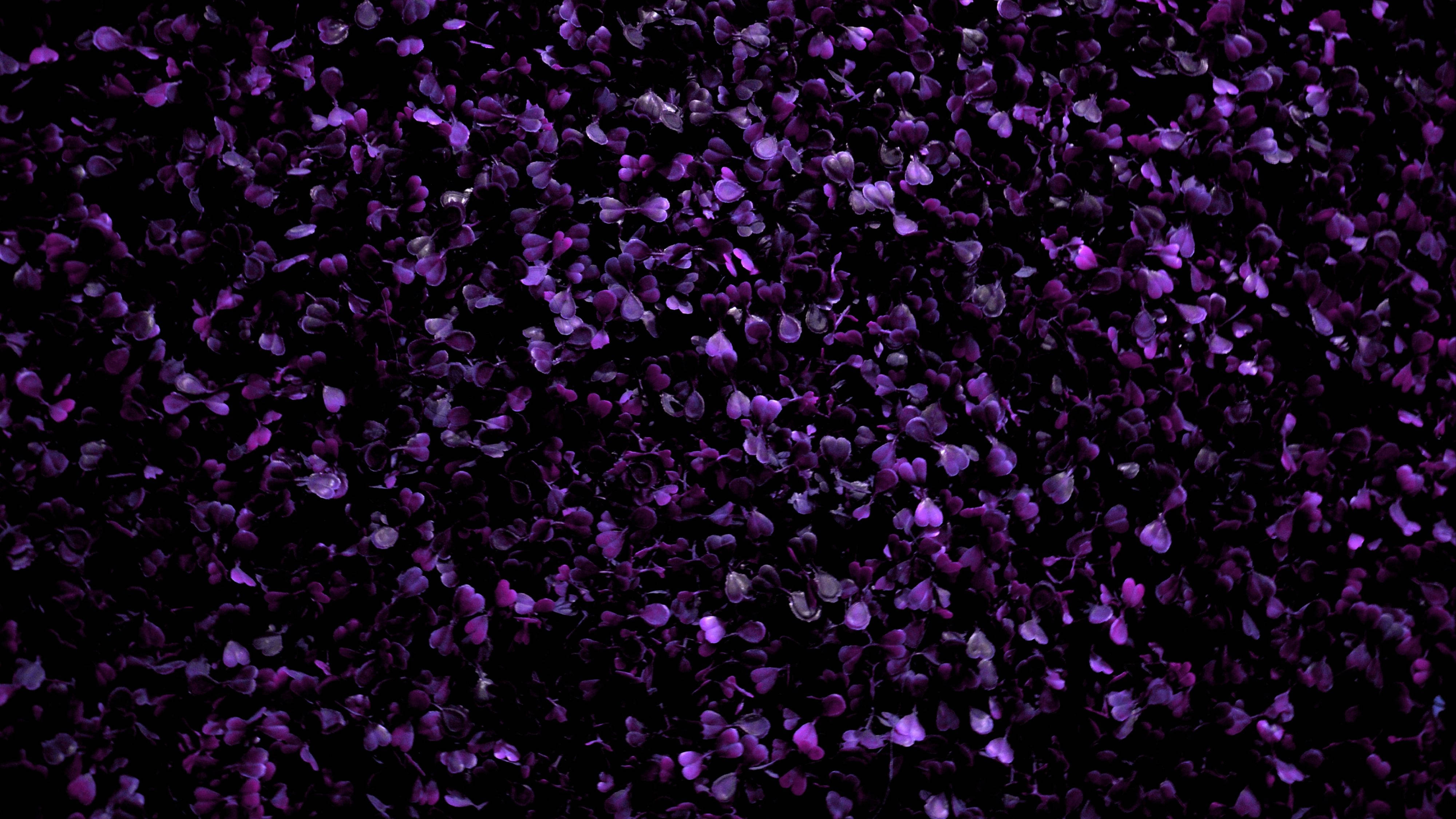 紫色花瓣 壁紙 — 一片密集的深紫色花瓣散落在黑色背景上，形成豐富的紋理圖案。