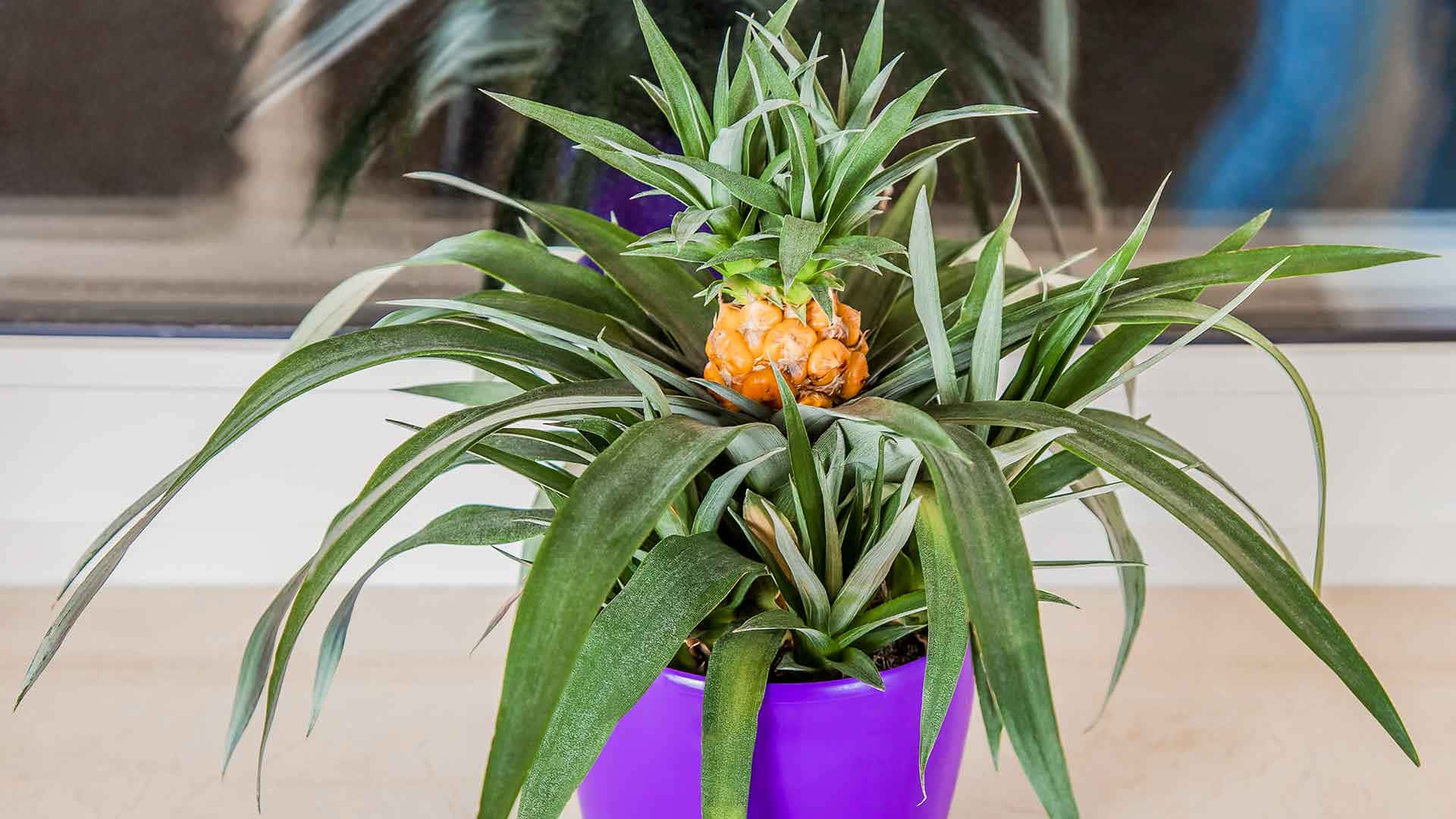 一個紫色花盆裡的菠蘿植物，綠葉間長著一個細小的菠蘿。
