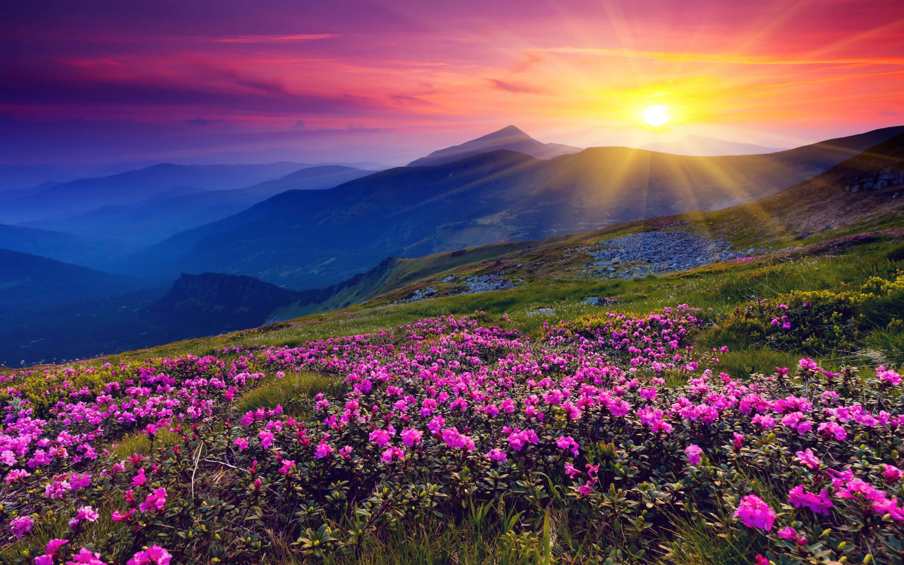 紫色花田與山巒夕照 壁紙 — 夕陽以火熱色調沐浴山脊，鮮豔的粉紅色花朵在草地前景中盛開。