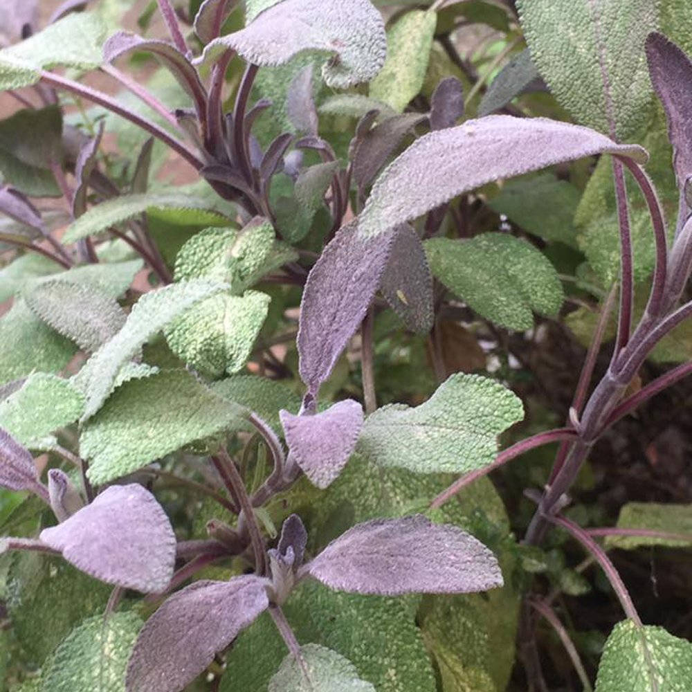 紫色草本 sage 壁紙 — 鼠尾草植物特寫，帶有毛茸茸的銀綠色葉子和紫色莖，在柔和自然光下。
