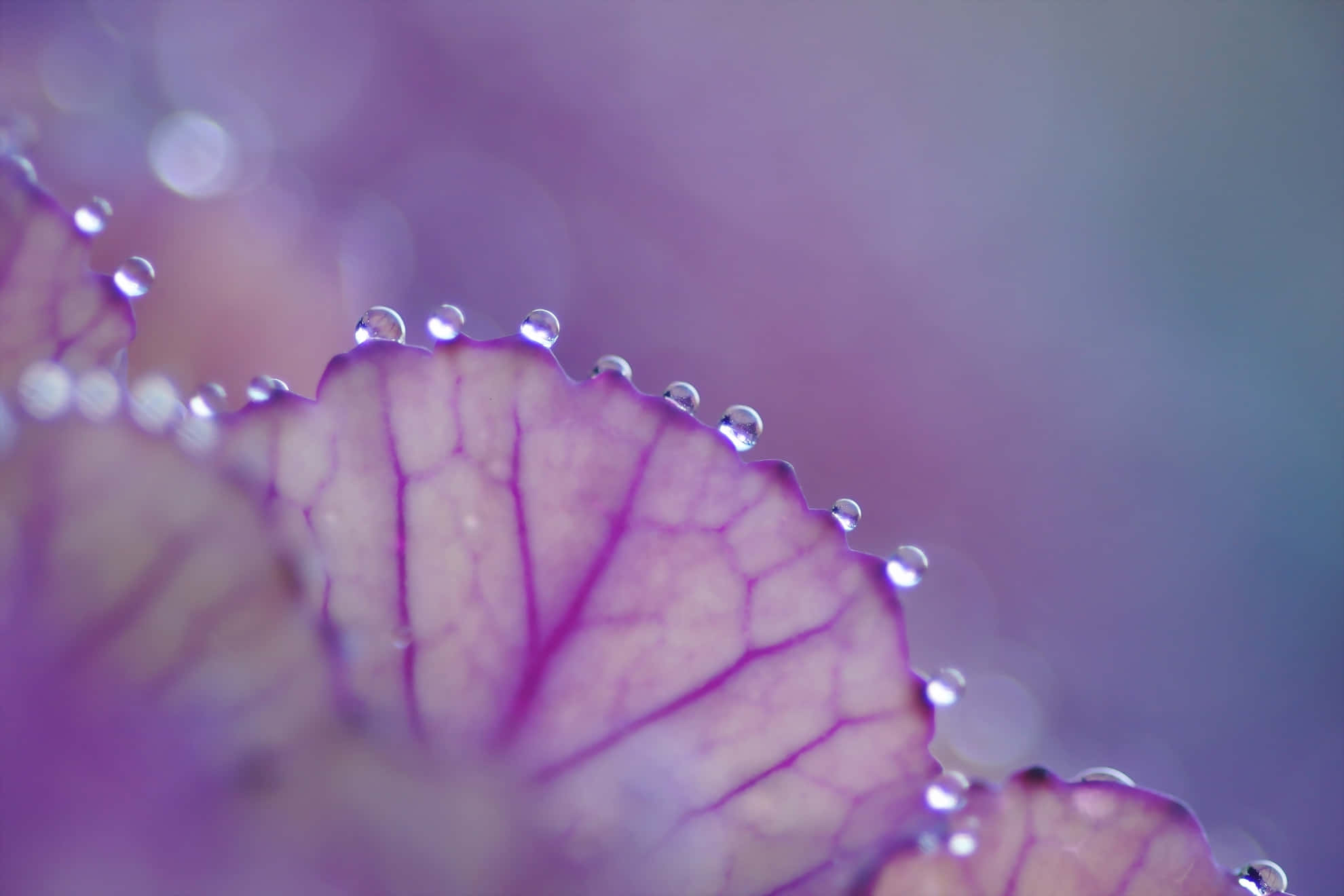 Purple Kale 桌布 壁紙 — 紫色葉片特寫，帶有閃爍的露珠，背景柔和模糊。
