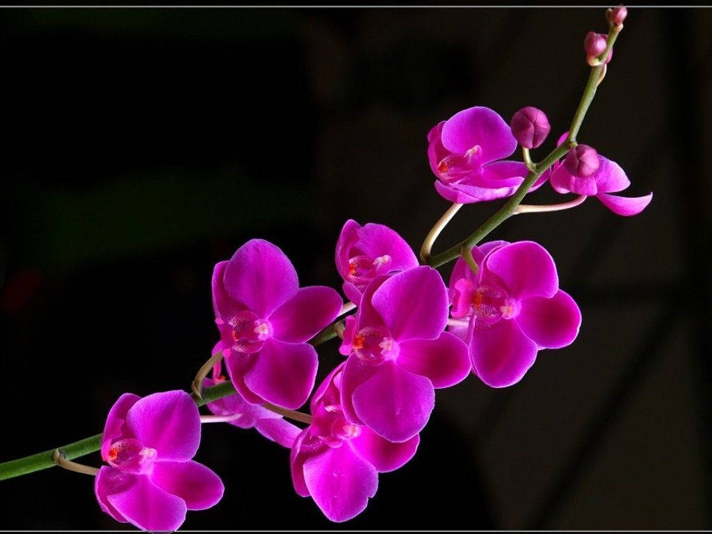 一簇鮮豔的粉紅色蘭花，背景深色，光線柔和。