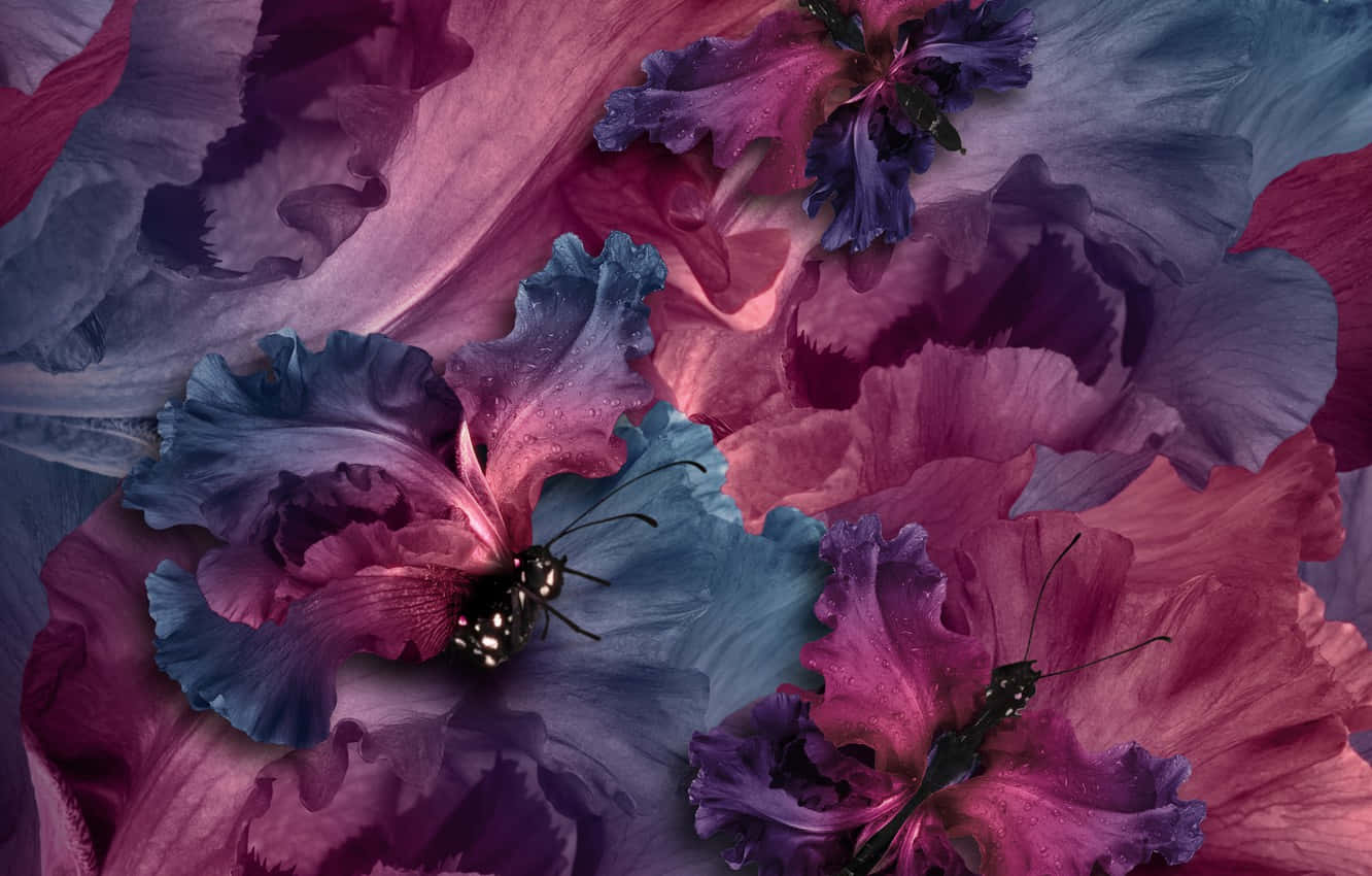 兩隻黑色蝴蝶停留在帶有露珠的鮮豔紫色和藍色花朵上。