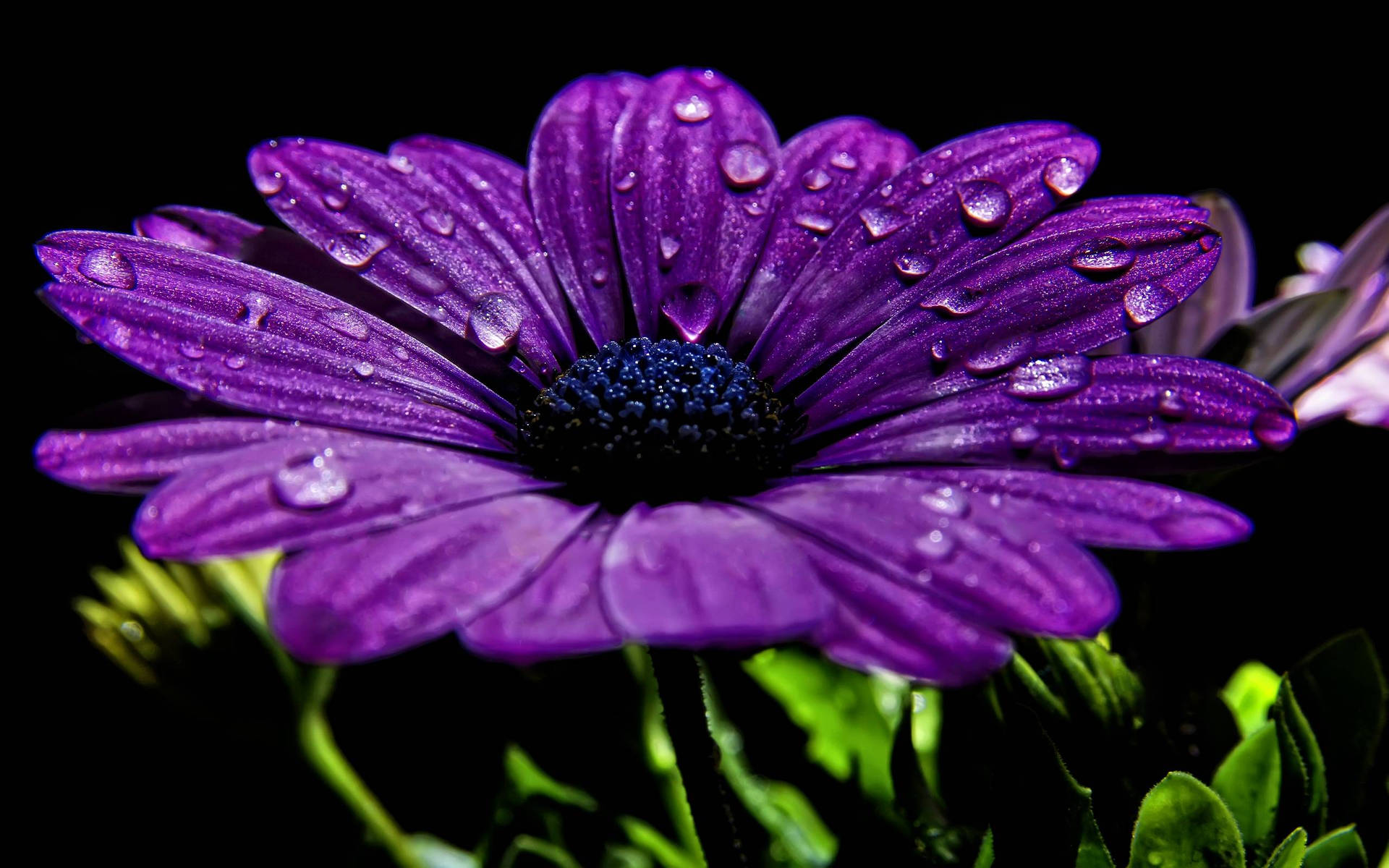 深色背景上花瓣帶有水珠的紫色雛菊