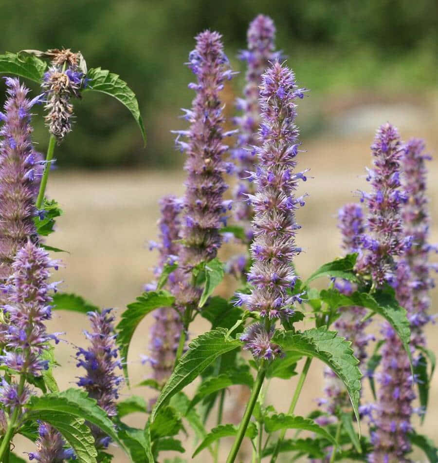 Purple Licorice 桌布 壁紙 — 紫色阿加斯塔切花的高穗與綠葉在陽光花園中輕輕搖曳。