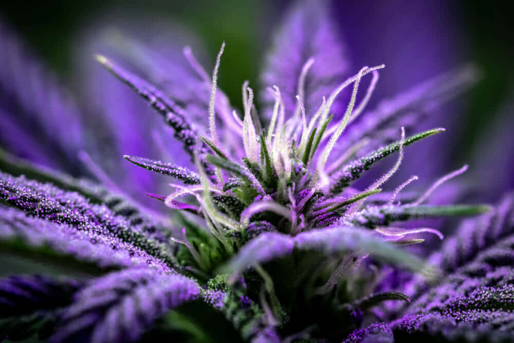 紫色大麻花的特寫，可見毛狀體和綠葉。