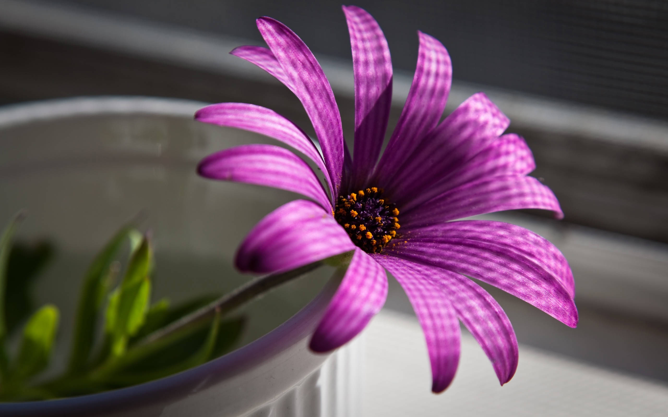 紫色非洲雛菊 壁紙 — 一朵鮮豔的紫色雛菊，帶有條紋花瓣，在白色花盆中盛開，背景是柔和模糊的窗戶。