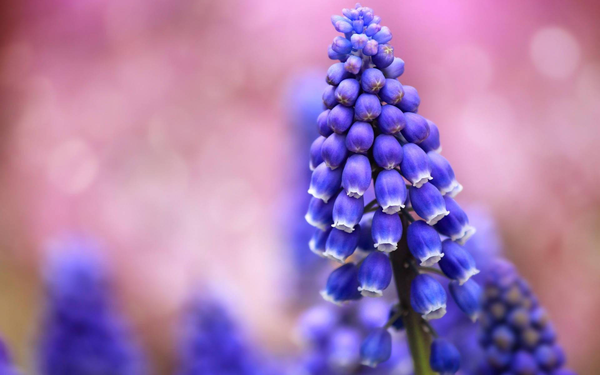 紫色風信子花蕾 壁紙 — 一朵鮮豔的藍色葡萄風信子花朵特寫，花瓣尖端呈白色，背景是柔和的粉紅色模糊效果。