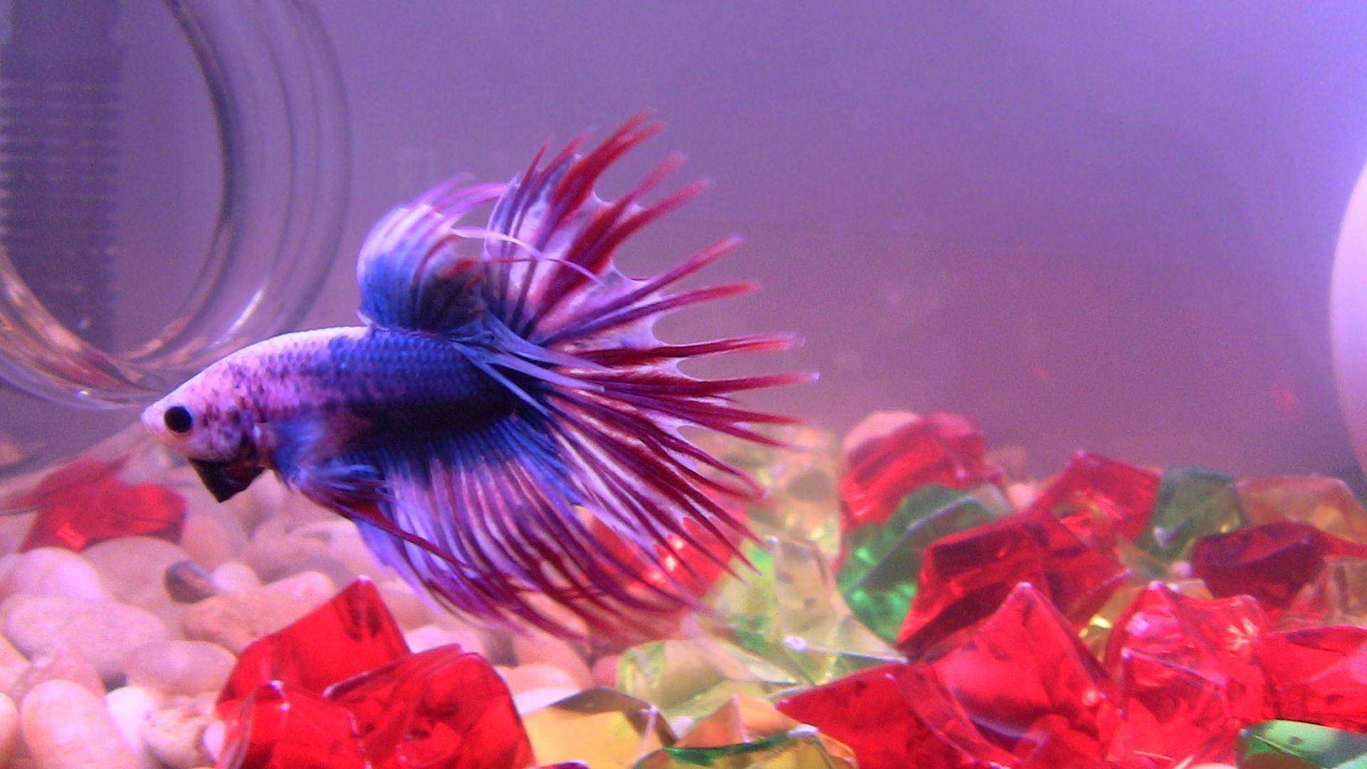 一條藍紅鬥魚在魚缸中游過色彩繽紛的寶石礫石。 — 魚 壁紙