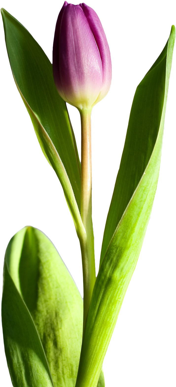 紫色鬱金香單莖 壁紙 — 一朵帶有綠葉的紫色鬱金香花蕾，在純黑背景下高高聳立。