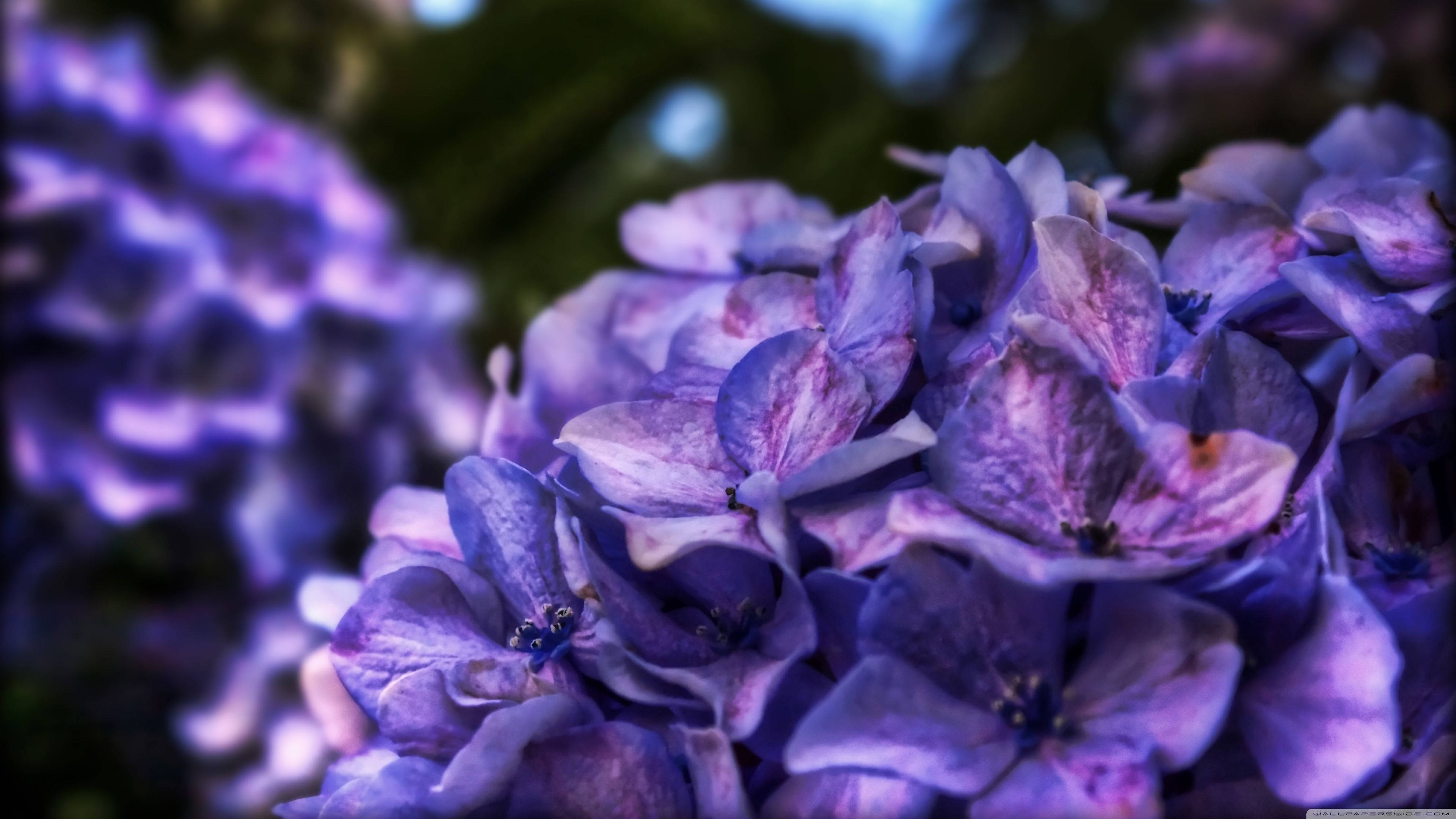 紫花叢生灌木 壁紙 — 鮮豔紫色繡球花的特寫，背景柔和，花瓣質感細膩。