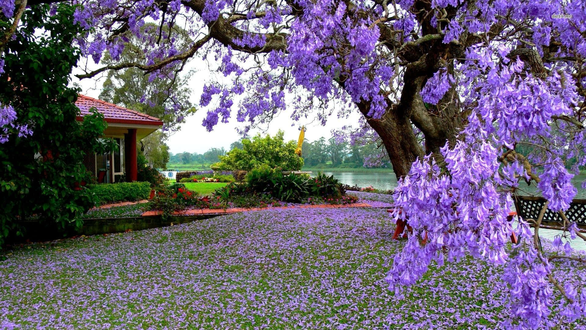 紫花樹園景圖 壁紙 — 一棵雄偉的藍花楹樹綻放出充滿活力的紫色花朵，在寧靜的湖邊房屋附近，地面上鋪滿了落下的花瓣地毯。