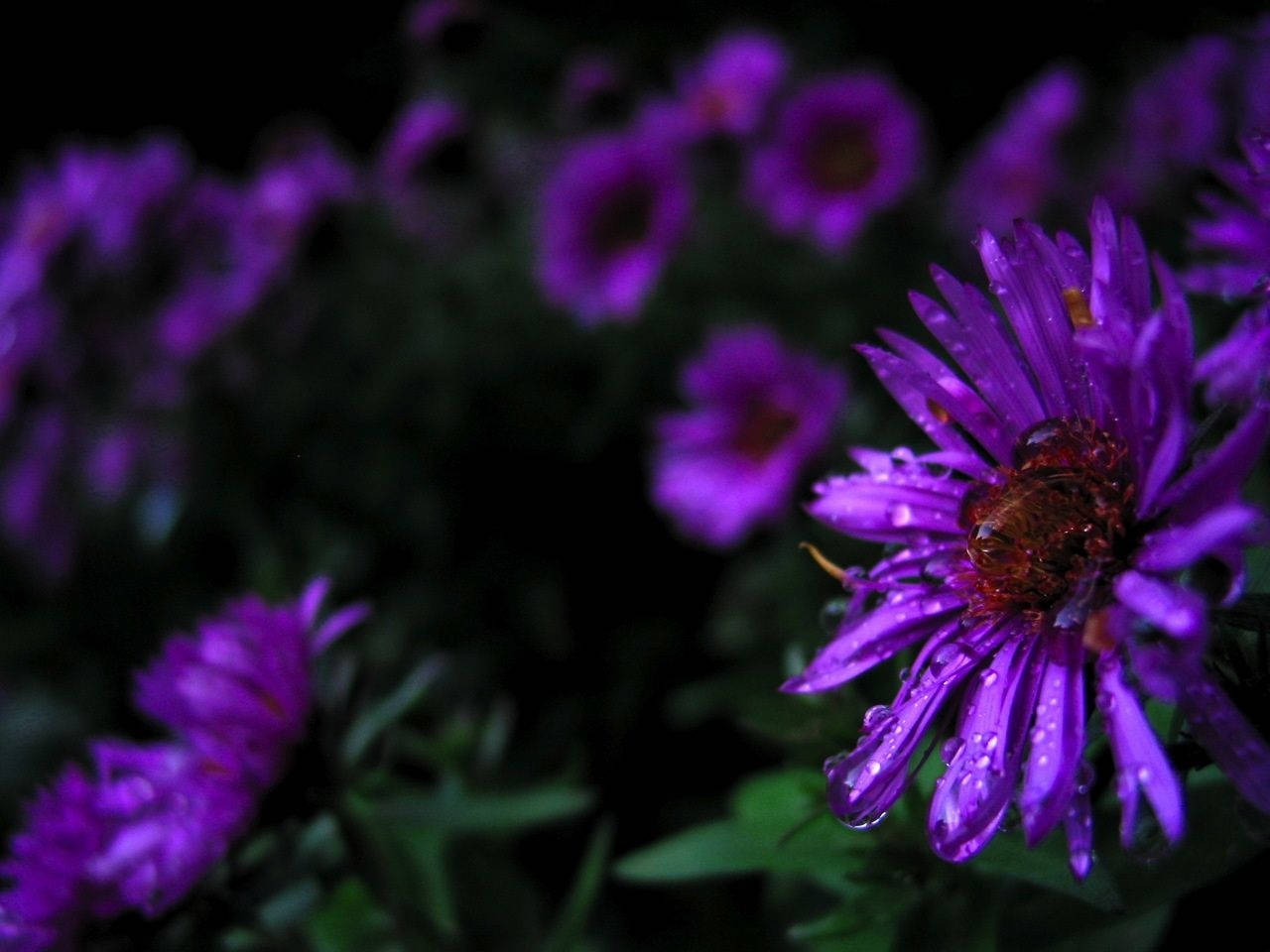 在黑暗花園環境中，一隻蜜蜂在帶有水珠的紫色花朵上。