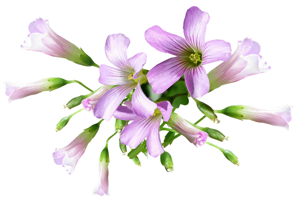 紫花酢漿草透明背景 壁紙