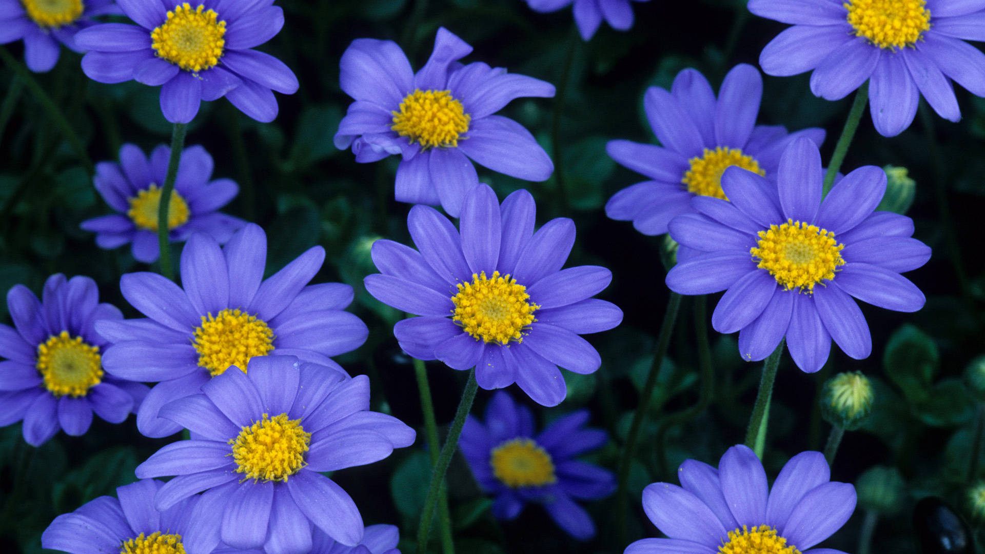 紫菊 Aster 壁紙 — 鮮豔的紫色花朵，帶有明亮的黃色花心，在深綠色葉子背景下密集綻放。